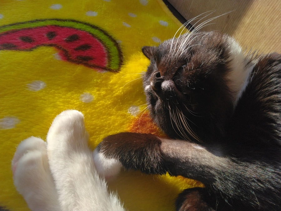 1/3はなちゃんの様子