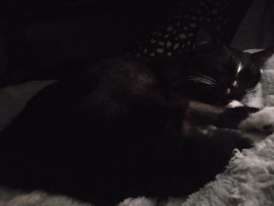 1/4はなちゃんの様子