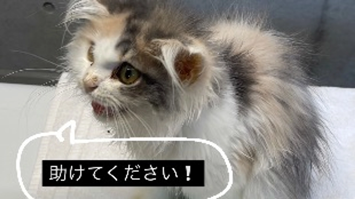 クラウドファンディング残り１４日💦