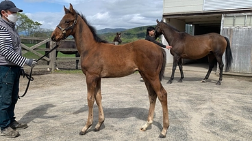 半世紀に渡るサラブレッドの血脈を次世代に繋ぎたい のトップ画像