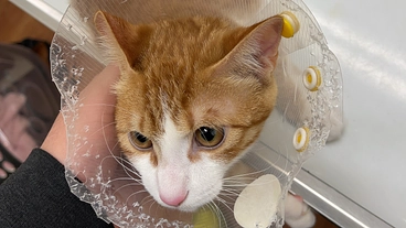 ３歳の肥大型心筋症と闘病中の愛猫ぷちを助けてください。 のトップ画像