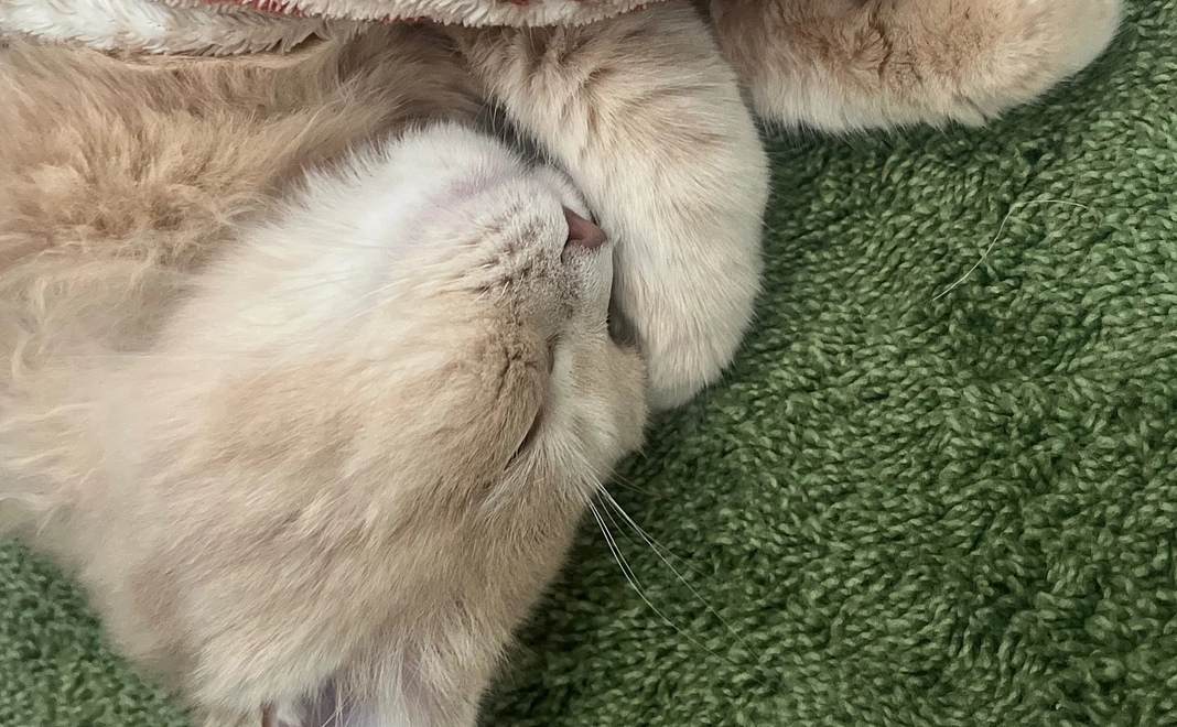 くらまへのご支援　500円(リターン不要)