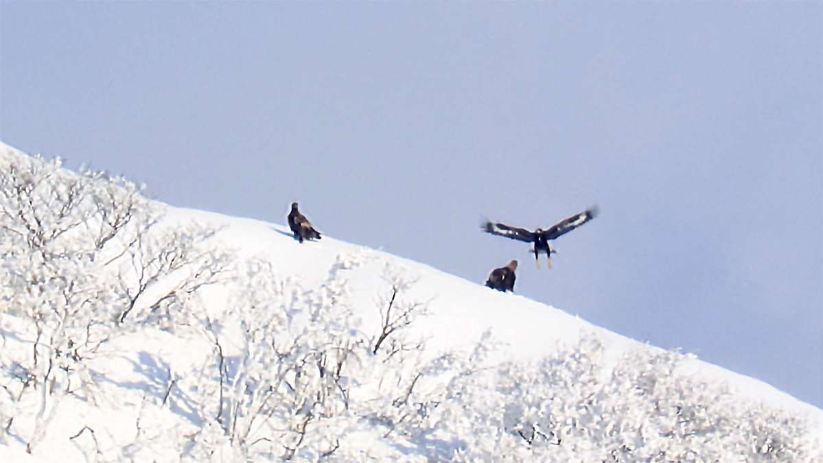 伊吹山のイヌワシ幼鳥「サーナ」2025年1月5日　雪山を登り母ワシに甘える