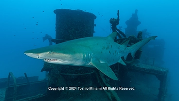 絶滅危惧種シロワニの保全を皆で｜小笠原での調査・研究活動にご支援を のトップ画像