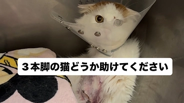 3本脚でも幸せになってほしい。怪我してしまった外猫を助けて下さい のトップ画像