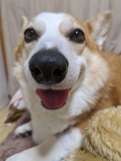 現在のめるの状況です