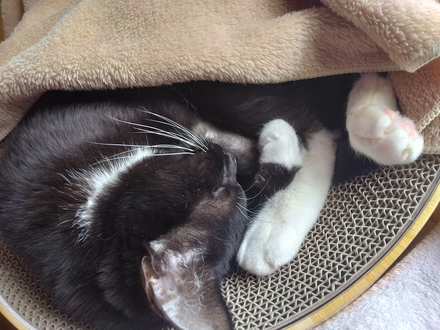 1/8はなちゃんの様子