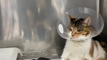 愛猫の5度目の手術（SUBシステム交換術）の支援をお願い致します のトップ画像