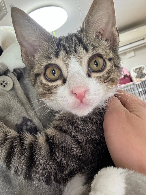 ボンランティア再募集＋緊急譲渡会＋チーム相模原