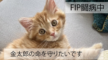 【FIP】生後6ヶ月金太郎の命を救うためにご協力お願いします のトップ画像