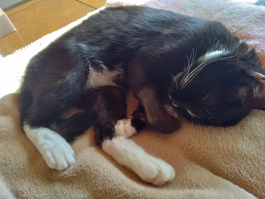 1/10はなちゃんの様子(発作あり)