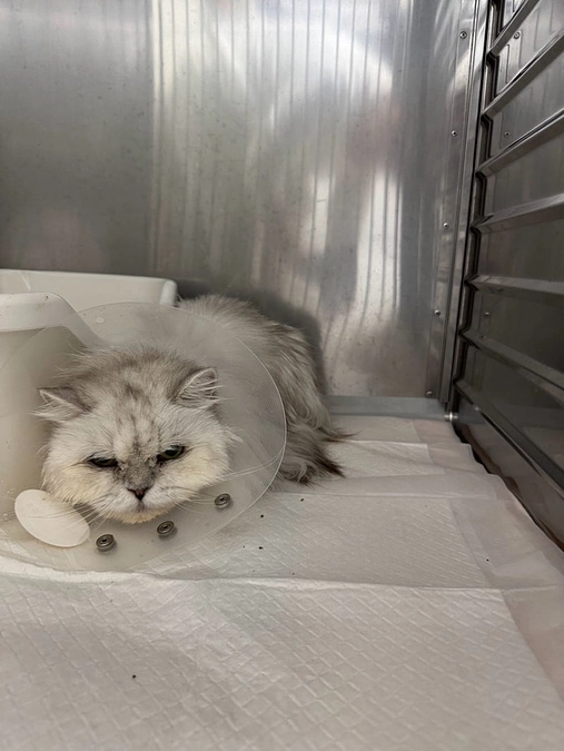 角膜潰瘍のチンチラ達からのSOS