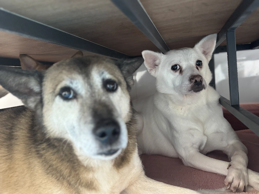 新シェルターの工事状況と今後について