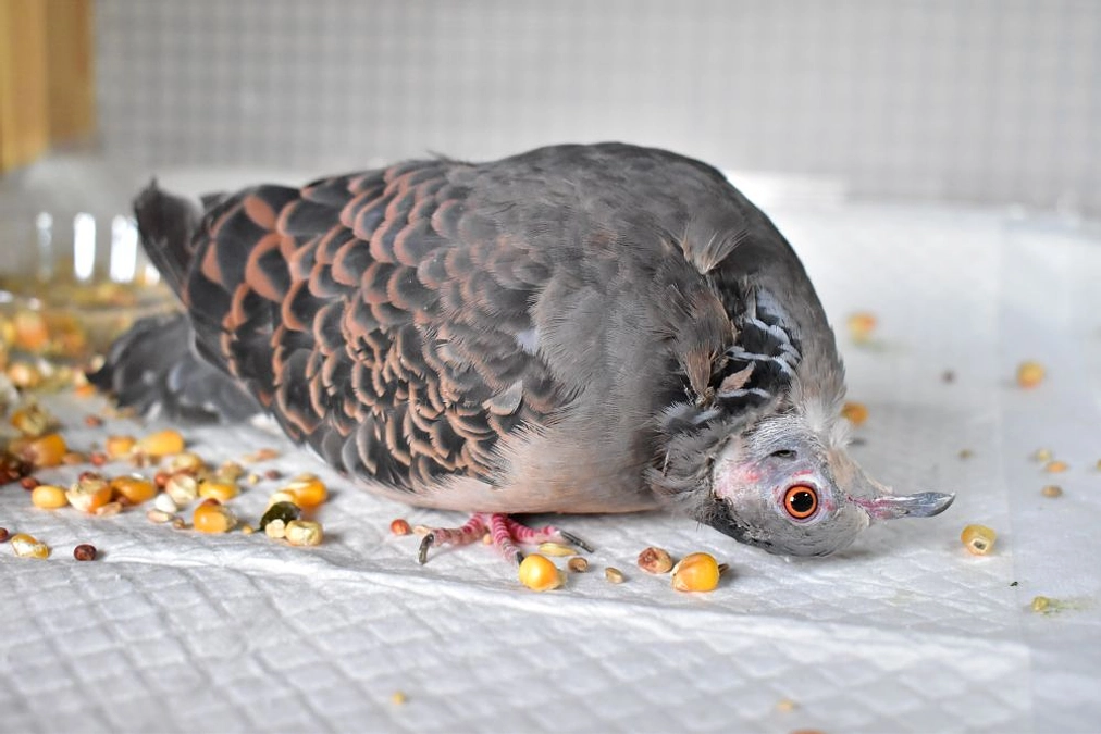 【訃報】勇気をくれたキジバト　ポポ