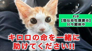 キロロの命を一緒に助けてください！！ のトップ画像