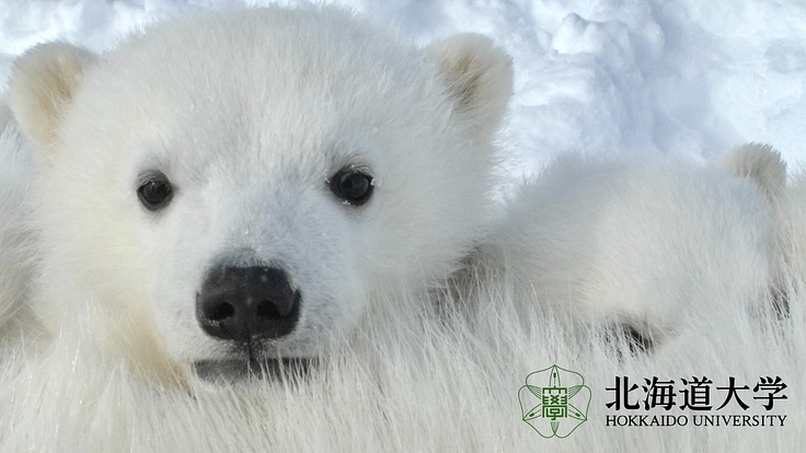 第3弾！世界のクマ研究最前線　地球の未来をクマの生態から読み解く