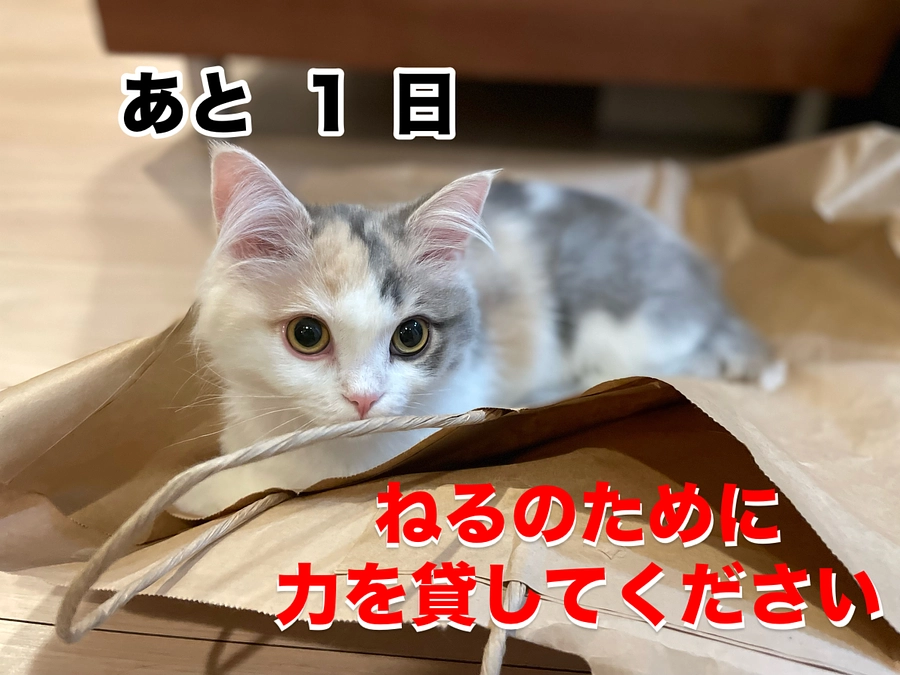 募集終了まで残り32時間です💦