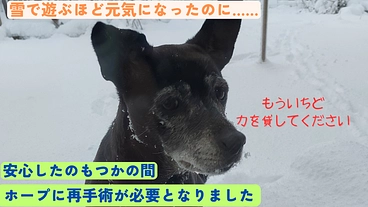 【再手術】みんなの希望「ホープ」に再手術が必要になりました のトップ画像