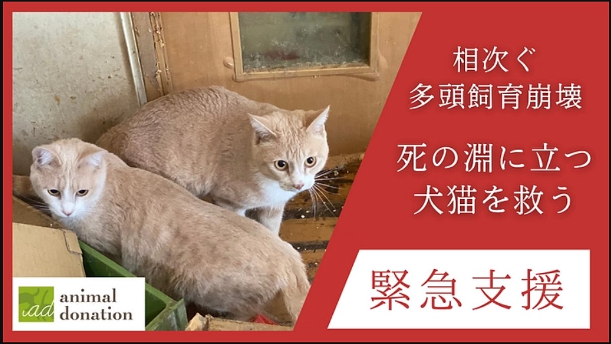 「相次ぐ多頭飼育崩壊から犬猫を救う。アニドネ緊急支援基金の継続へ」全力応援！！！
