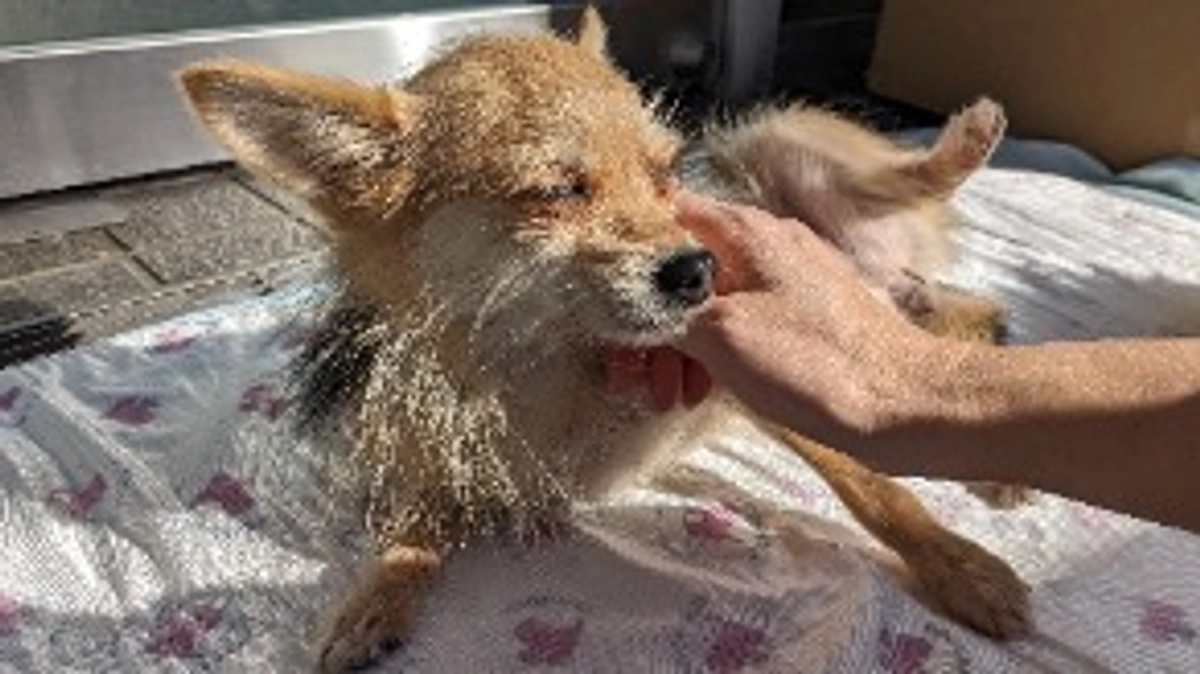 シェルターの近況