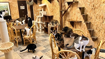 100匹の保護猫たちが暮らす笑にゃんこ王国存続の危機を助けて のトップ画像