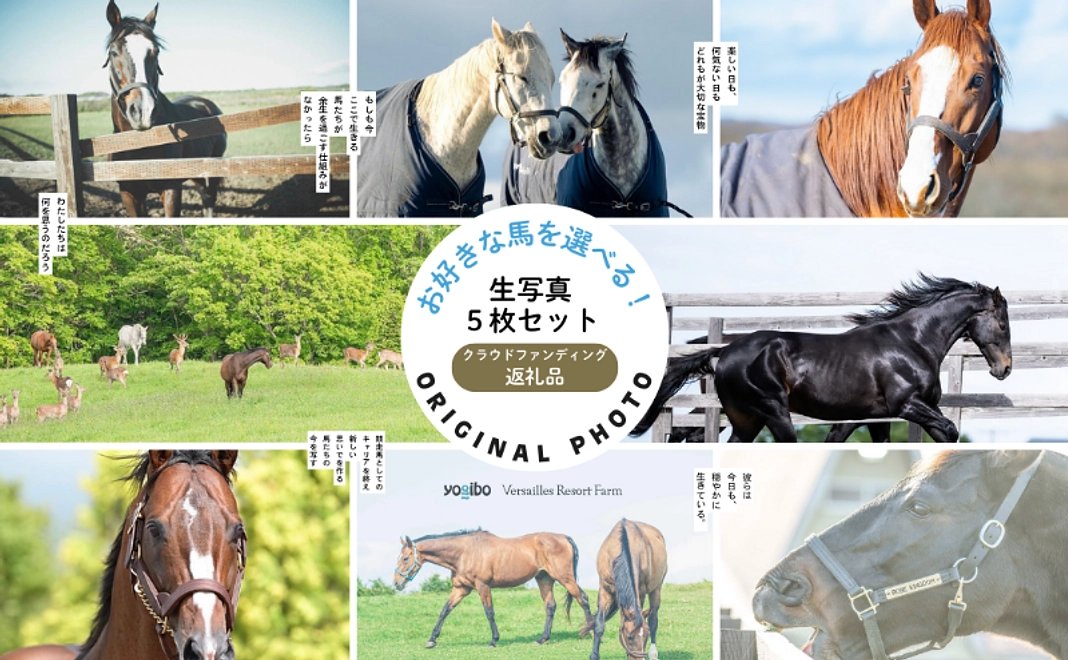 【お好きな馬選択可！】馬たちの日常を収めた生写真 5枚