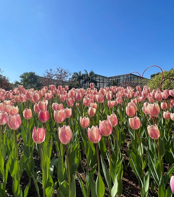 【海洋博公園マルシェ＆ココライトマルシェのブックピクニックに出店しました！】