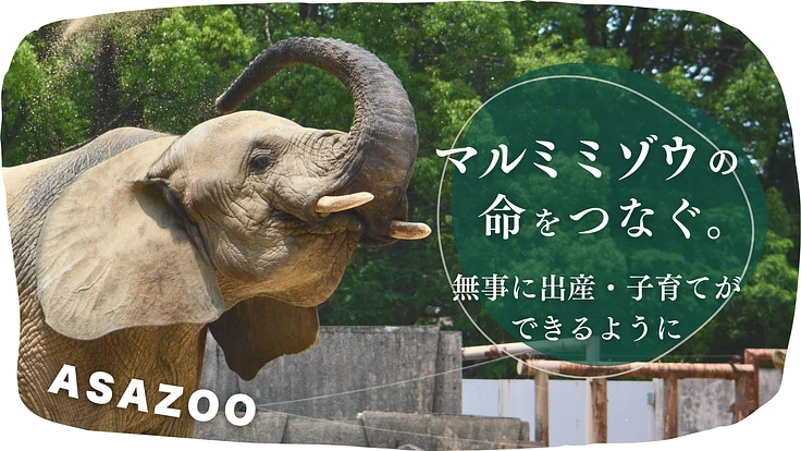 広島市安佐動物公園|マルミミゾウの赤ちゃん誕生をみんなで支えよう!