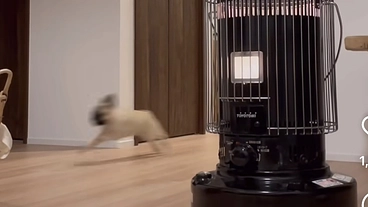 走るのが大好き茶々丸を守りたい。 のトップ画像