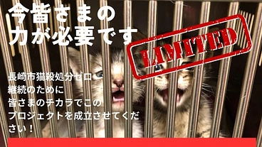 長崎市猫殺処分ゼロと継続へ！シェルター拡充で乳飲み子救出と保護を！ のトップ画像