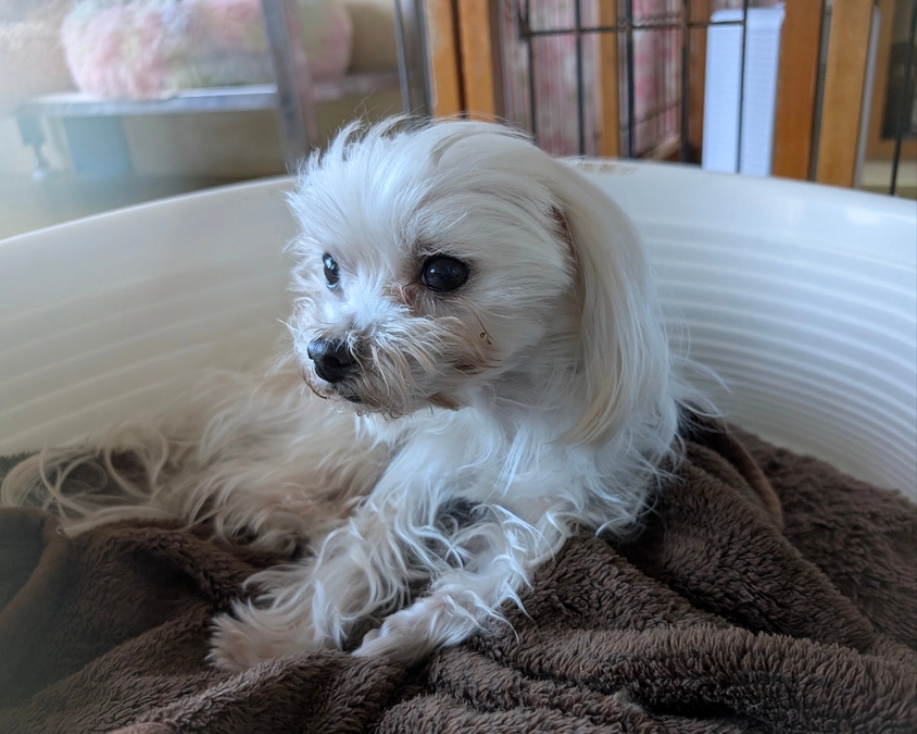 2024年11月・12月の収支報告とシェルターの活動報告