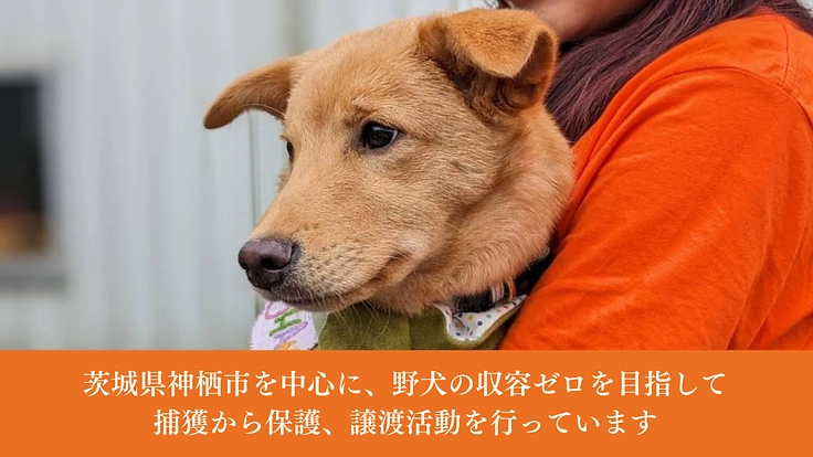 神栖から収容犬をゼロに。野犬と子どもがともに成長する居場所の開設へ 2枚目