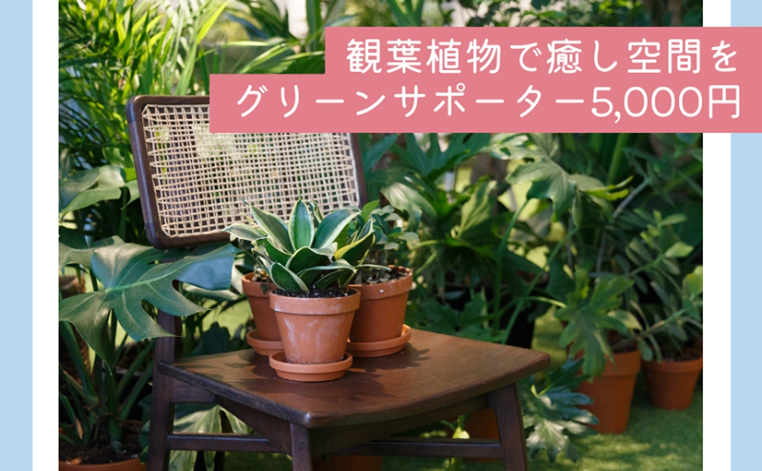 観葉植物で癒し空間を|グリーンサポーター