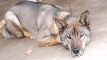 骨肉腫になった愛犬を最大限治療してあげたいので助けてください のトップ画像