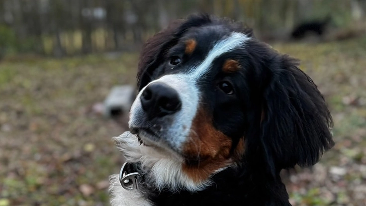 愛犬マーロウの、人工関節全置換術、手術費用ご支援のお願いです