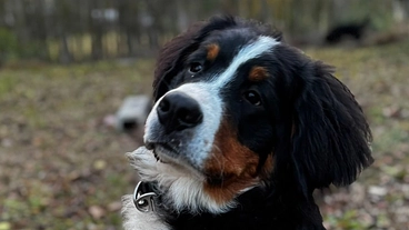 支援中止のお知らせと返金のご案内