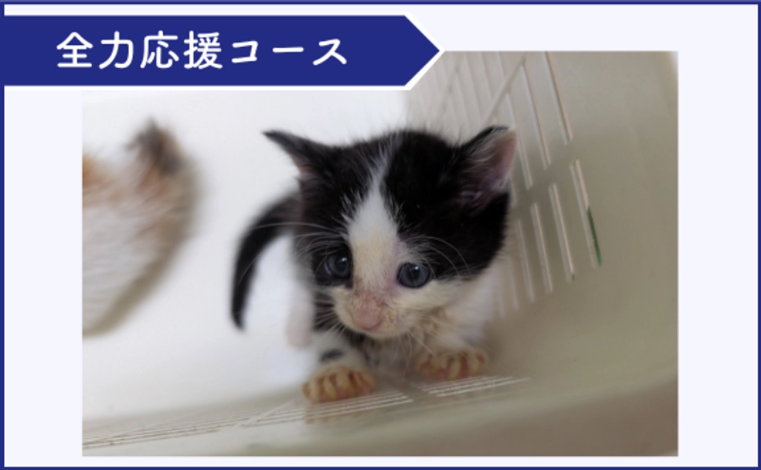 全力支援コース|3千円