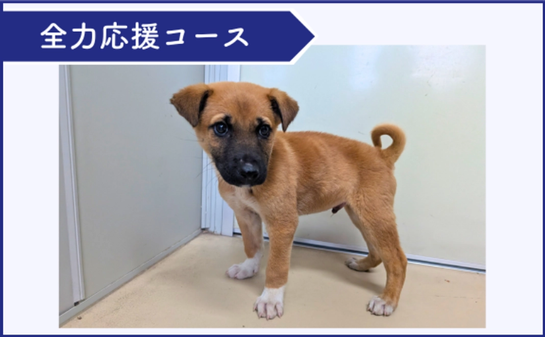 全力支援コース|1万円