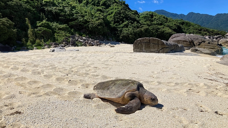屋久島でのウミガメ保護と観光の課題～「ウミガメを守りたい」～