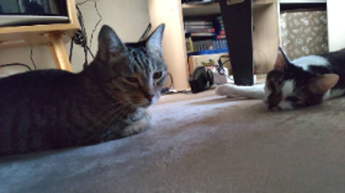 『らく』『ビスコ』2/1正式譲渡！！