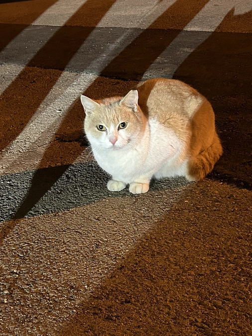商業施設で暮らす猫達の現状と私自身の今後の活動について