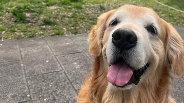 【心臓病】拡張型心筋症のベスの為にご支援お願い致します。 のトップ画像