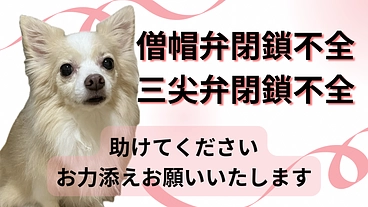 愛犬の僧帽弁閉鎖不全による心臓外科手術のご支援お願いいたします。 のトップ画像