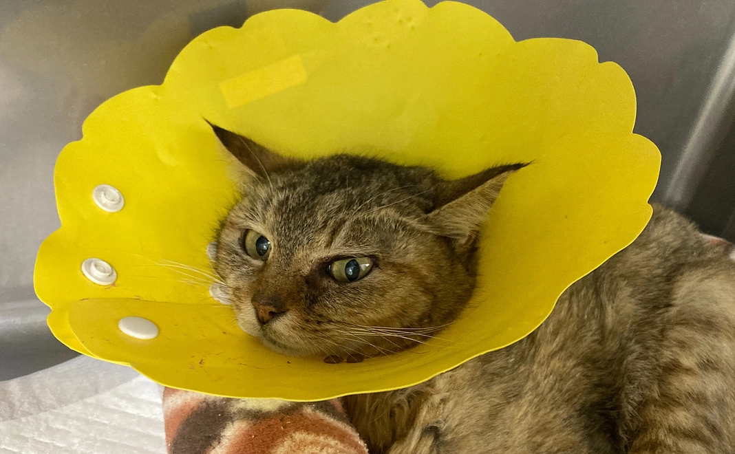 茶子への応援ありがとう①【感謝のメール】