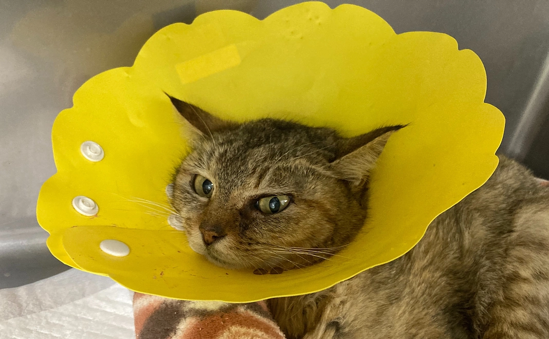 茶子への応援ありがとう②【感謝のメールと写真】