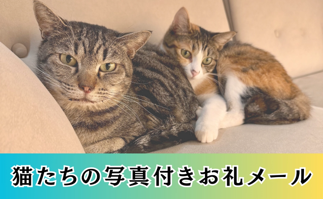 全力応援コース｜ご支援感謝の写真付きお礼メール