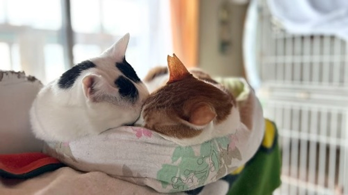 目まぐるしい年が始まりました。