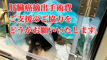 肝臓癌と戦うビーデルを助けたい。手術費ご支援ご協力お願いいたします のトップ画像