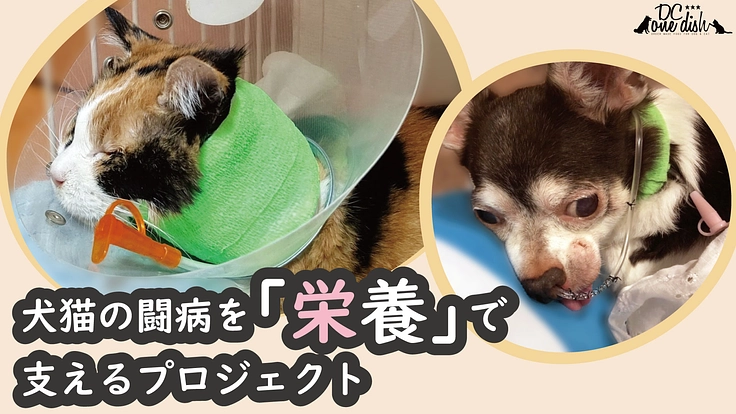 「食べない」犬と猫を救いたい！流動食をもっと身近に。