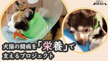 「食べない」犬と猫を救いたい！流動食をもっと身近に。 のトップ画像